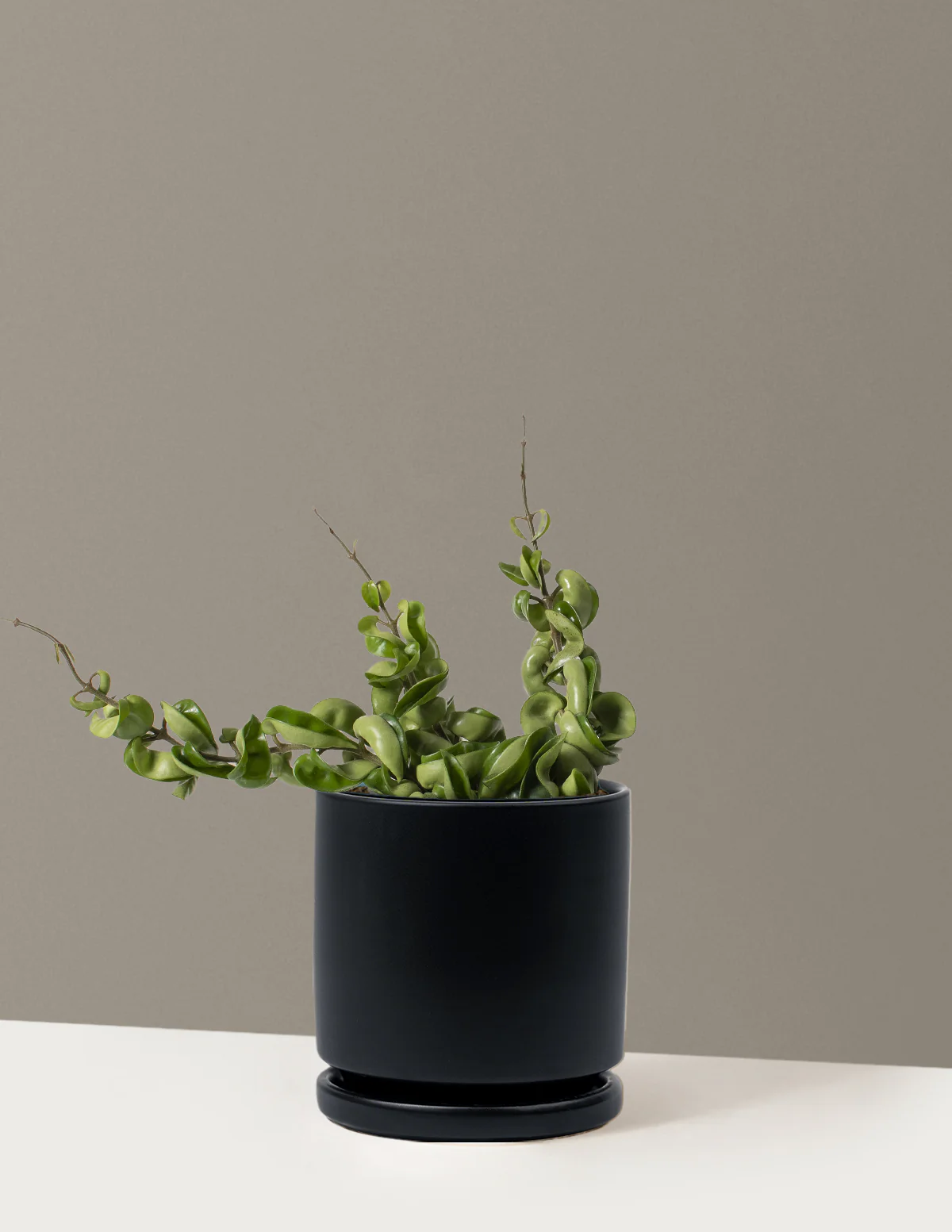 Hoya Rope - Image 18