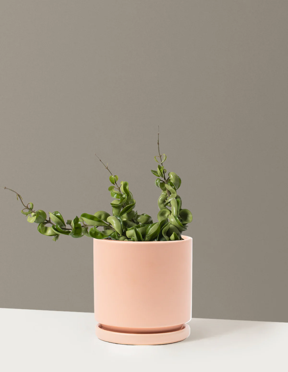 Hoya Rope - Image 19