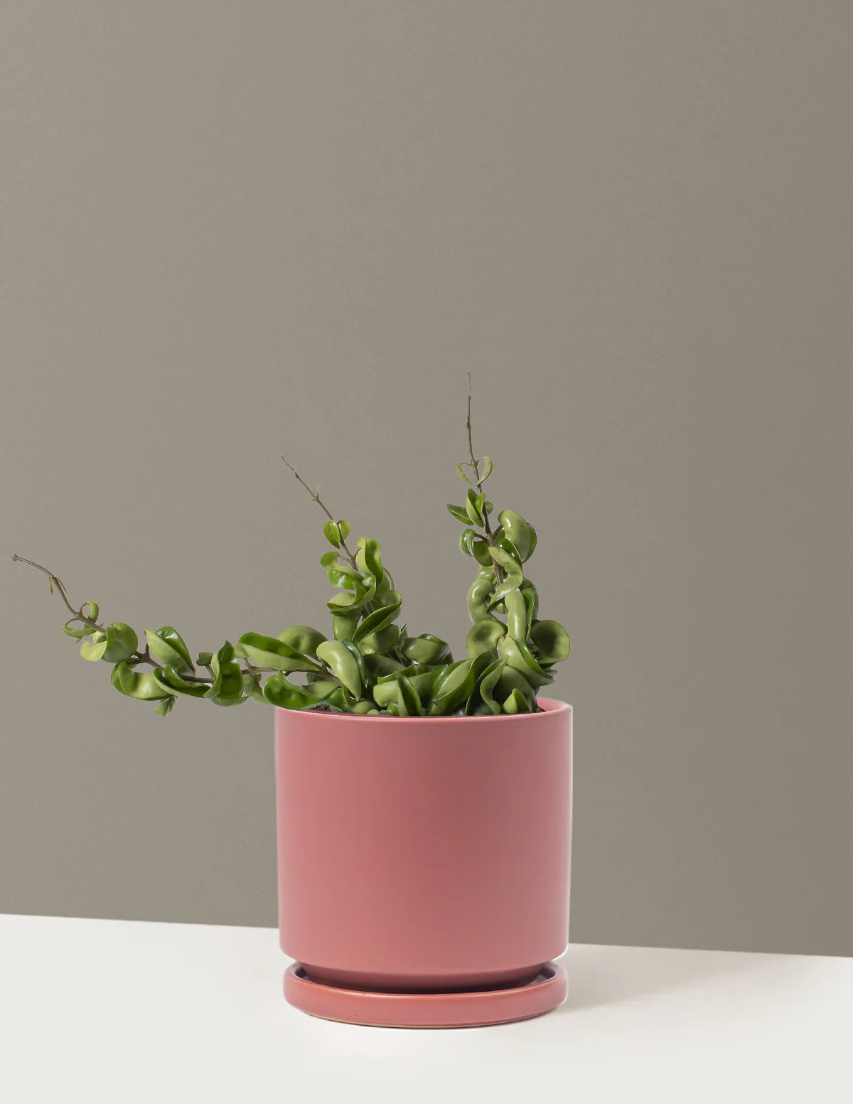 Hoya Rope - Image 20