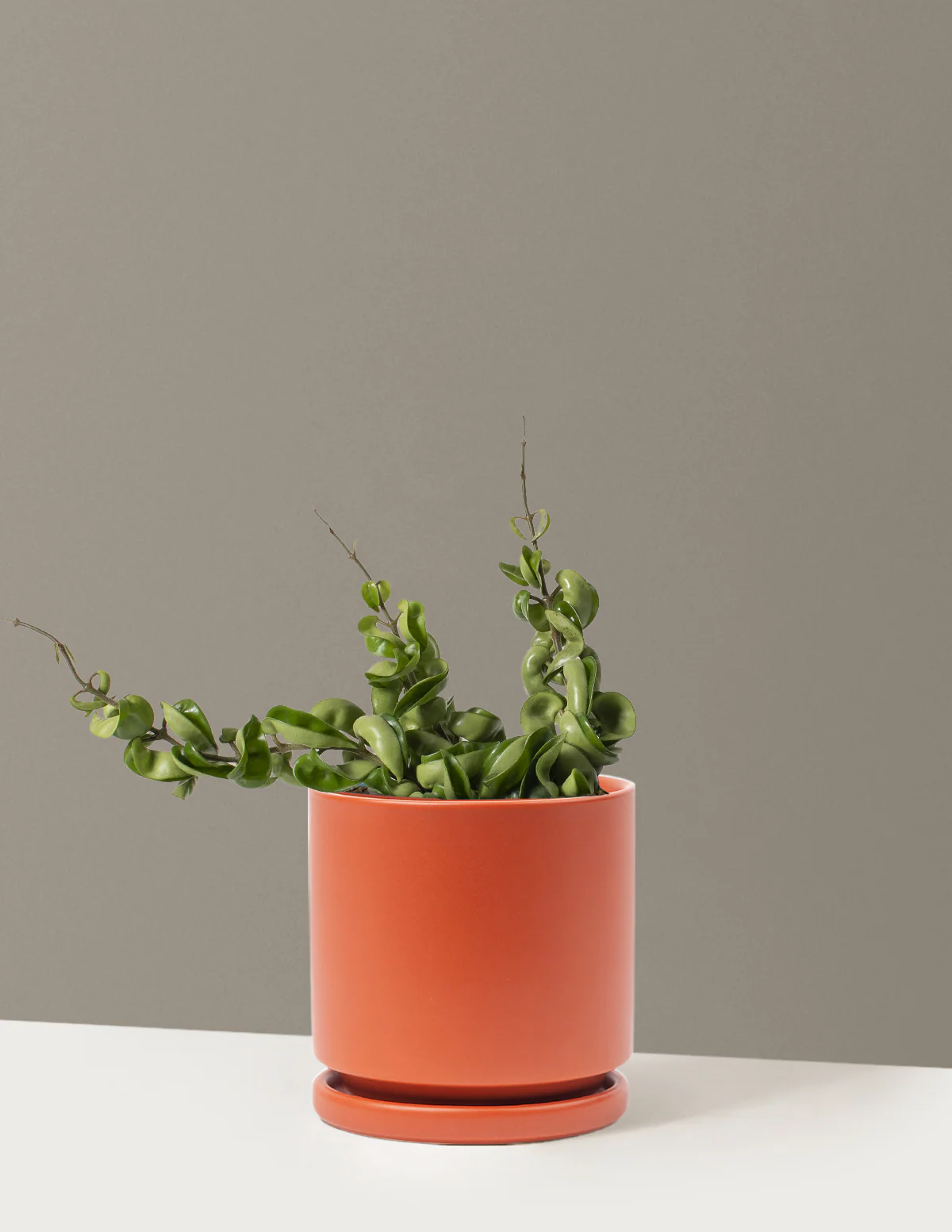 Hoya Rope - Image 21