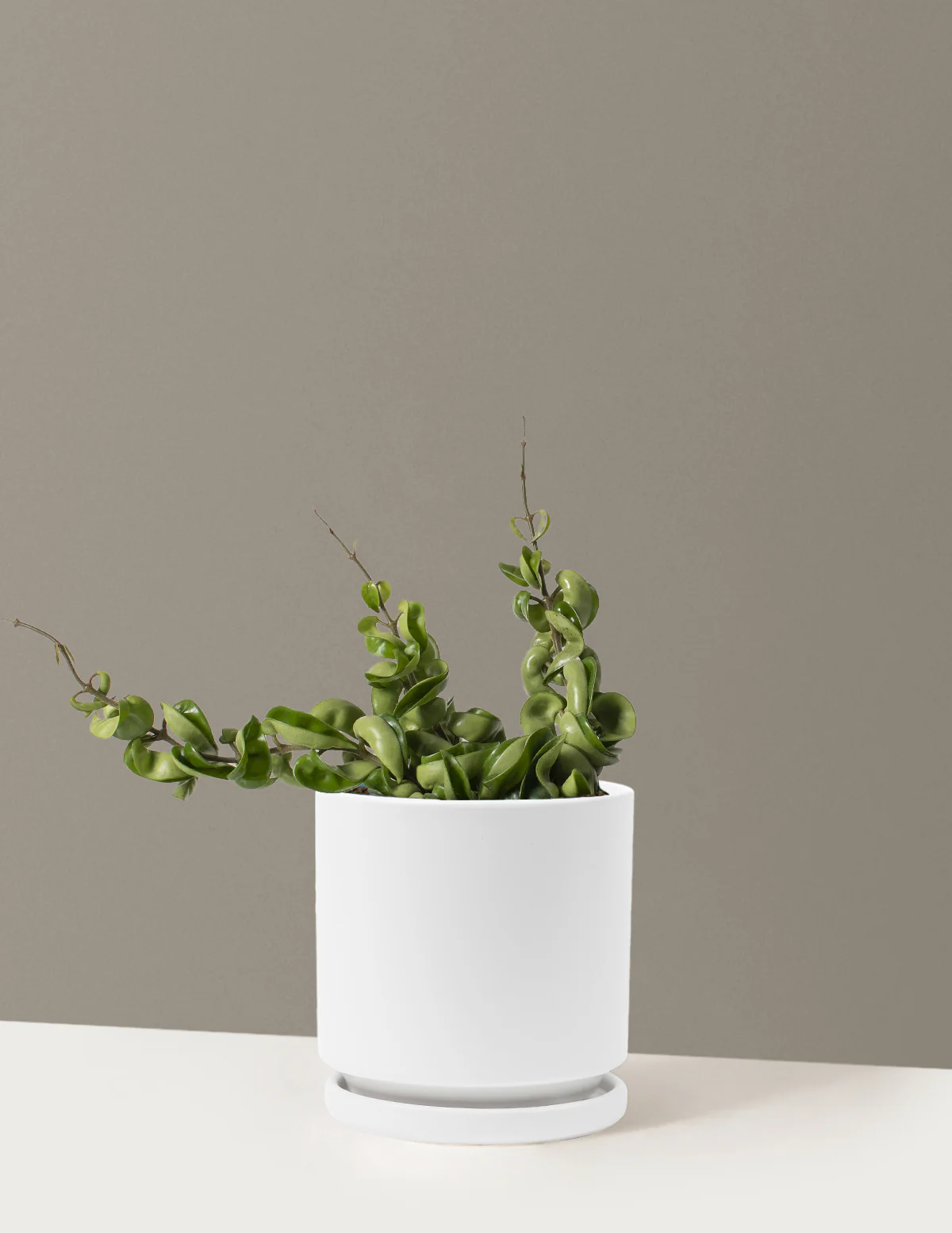 Hoya Rope - Image 23