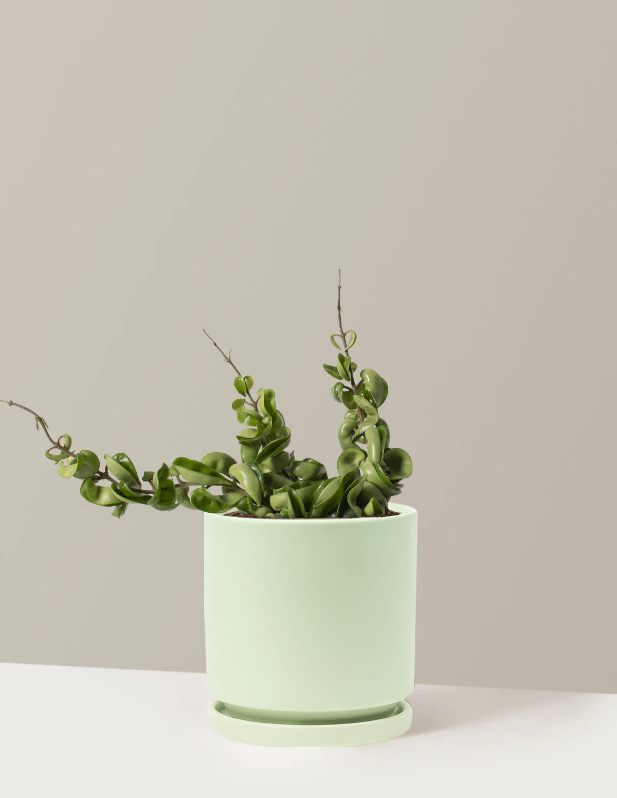 Hoya Rope - Image 24