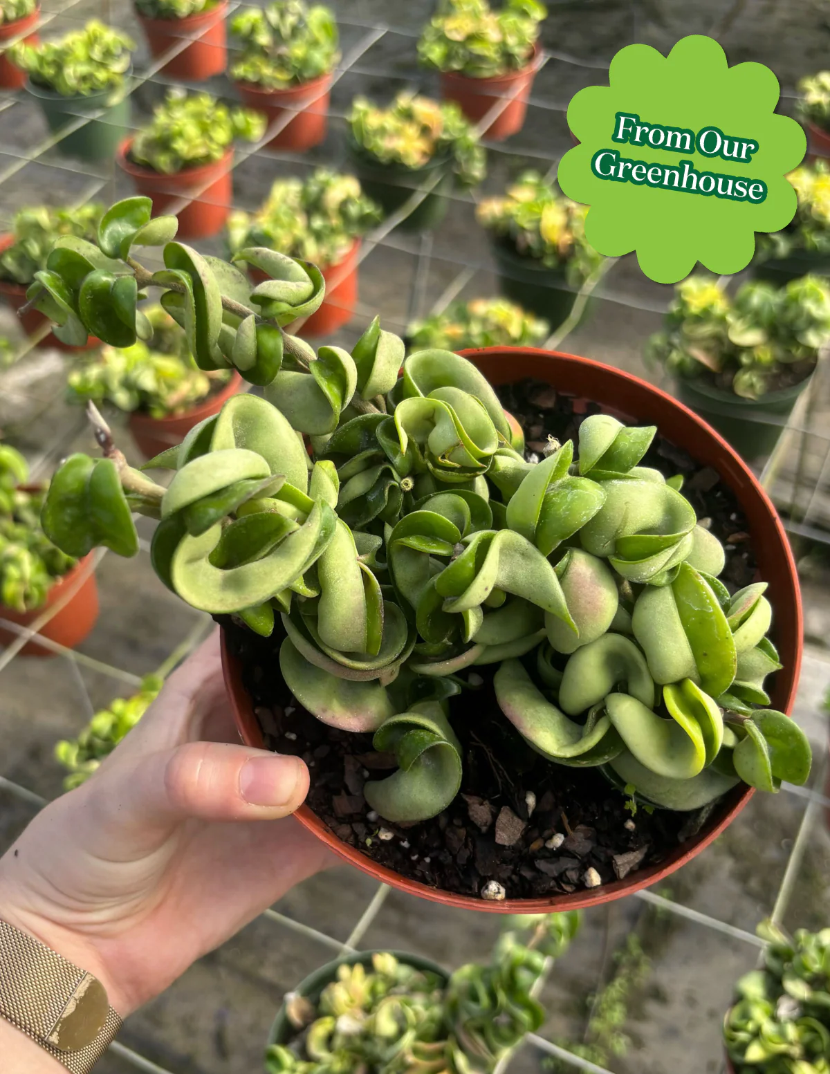 Hoya Rope - Image 4