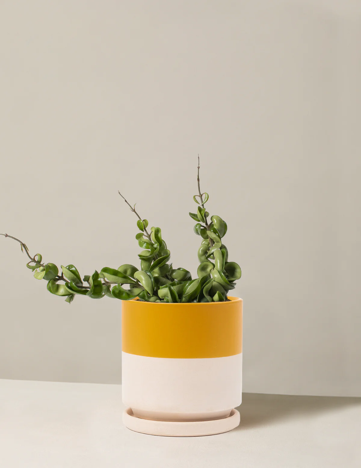 Hoya Rope - Image 5