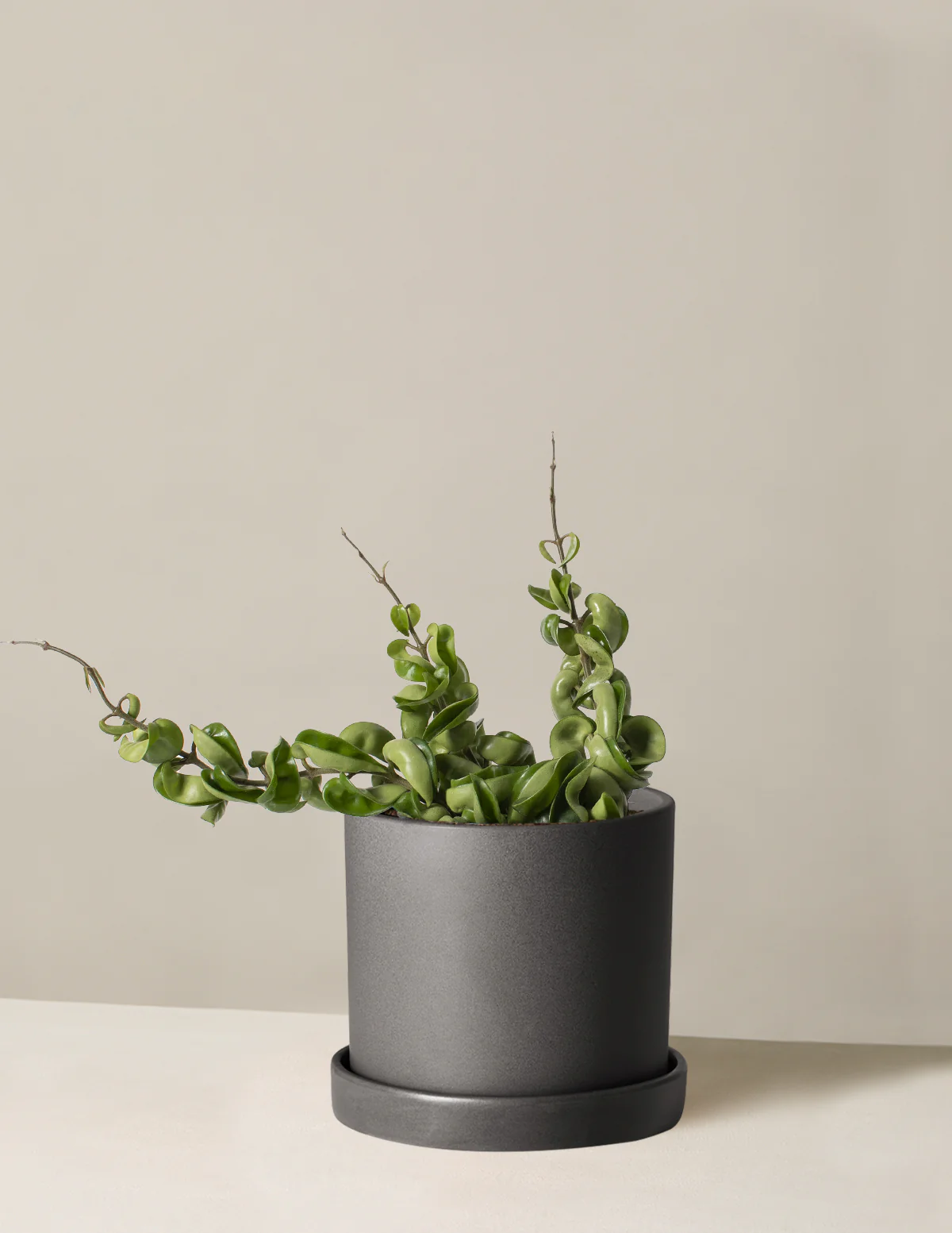 Hoya Rope - Image 6