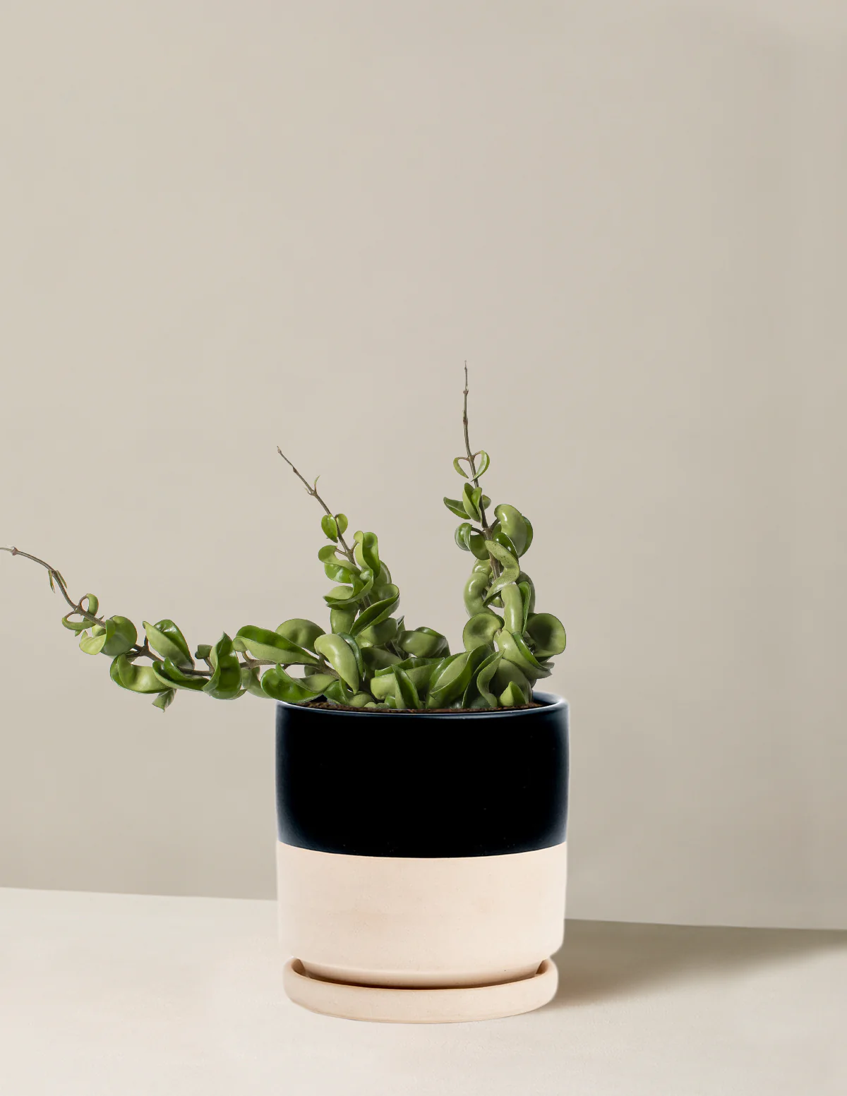 Hoya Rope - Image 7