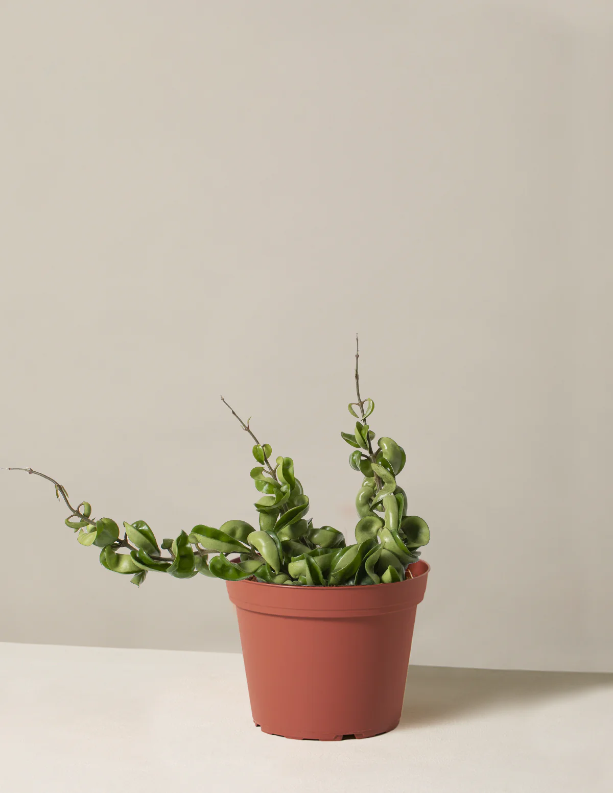 Hoya Rope - Image 8