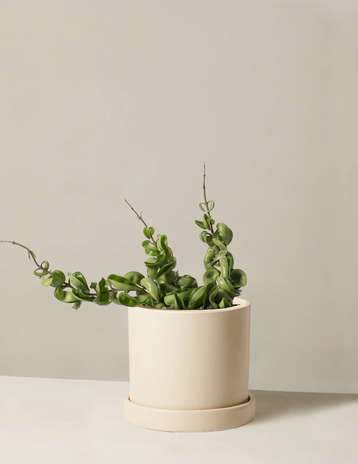 Hoya Rope - Image 9
