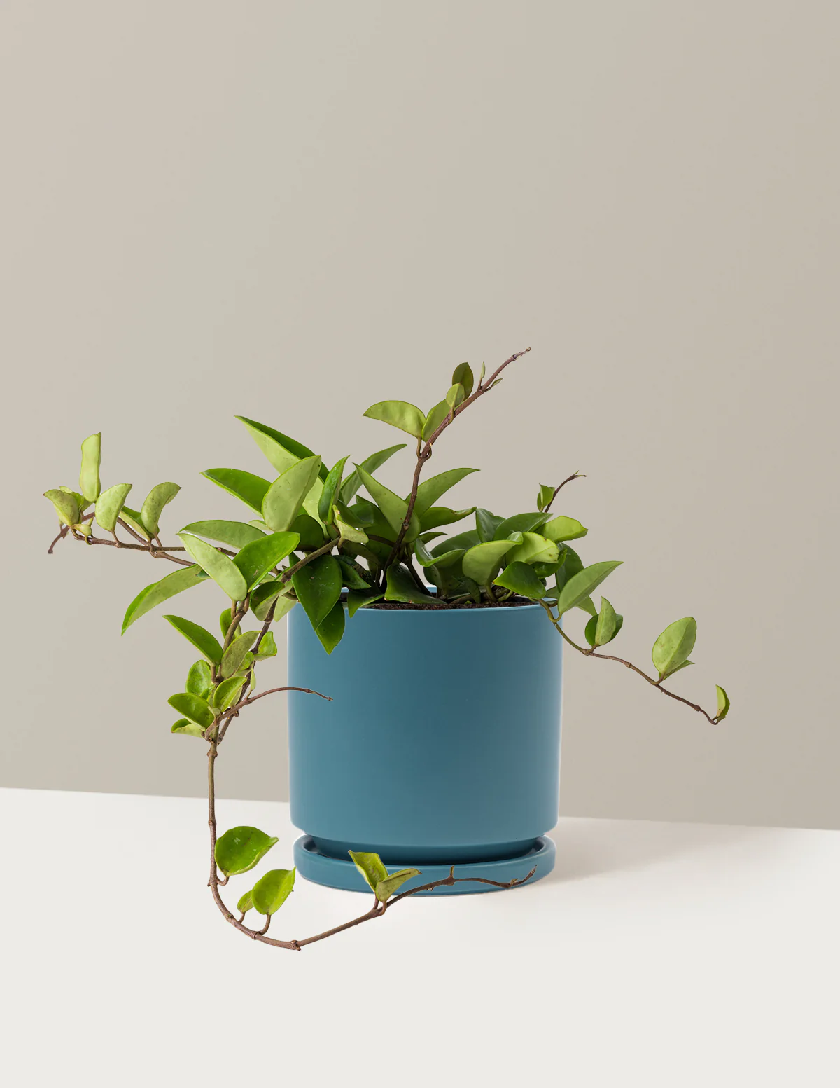 Hoya Pubicalyx Green - Image 10