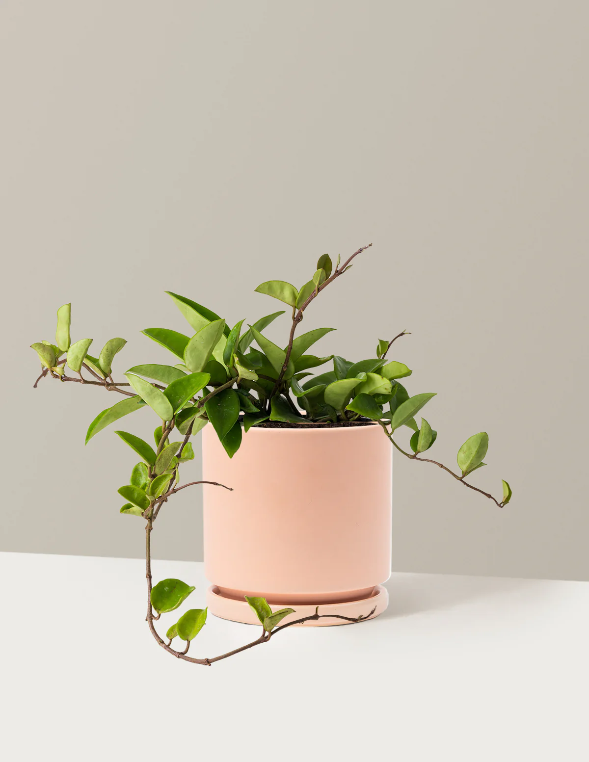 Hoya Pubicalyx Green - Image 12
