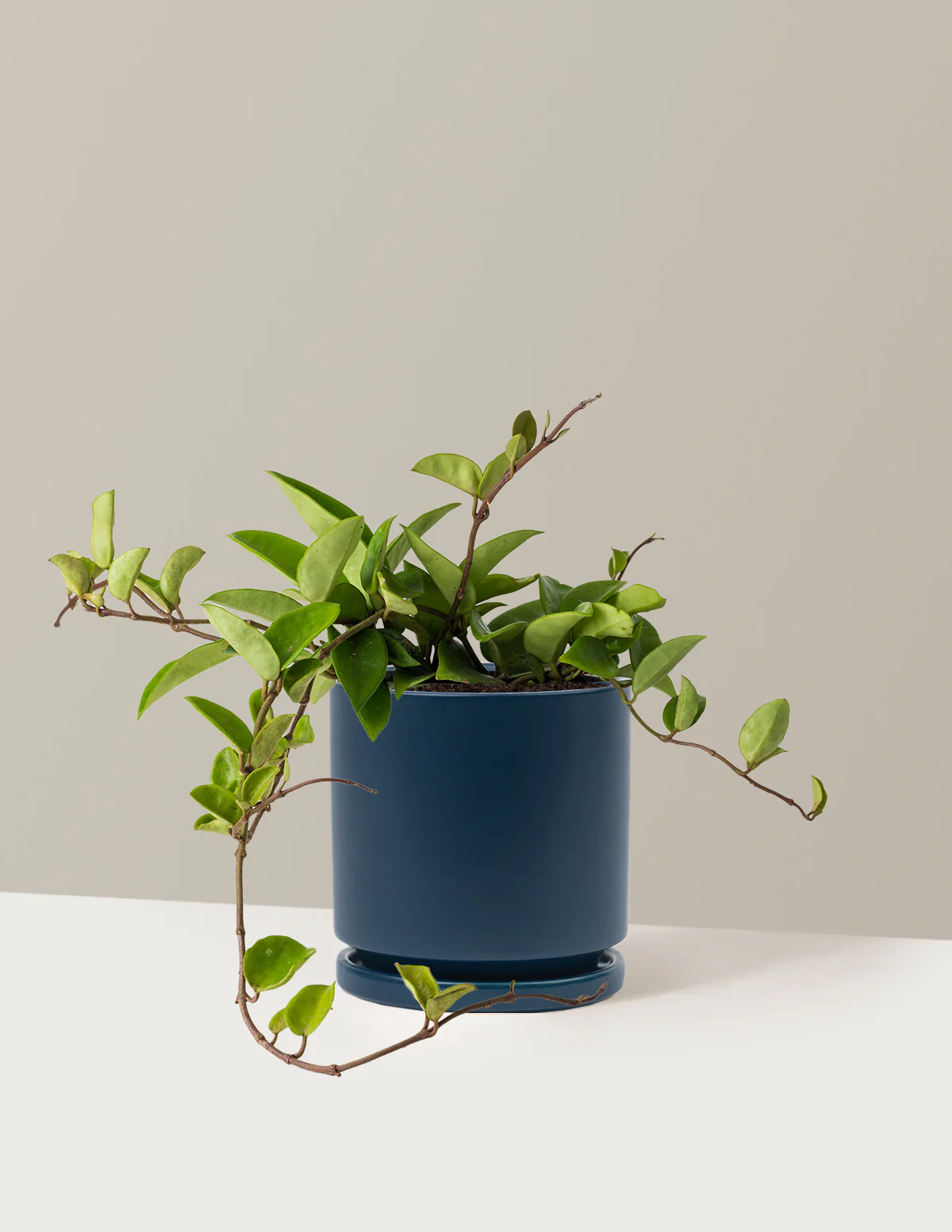 Hoya Pubicalyx Green - Image 13