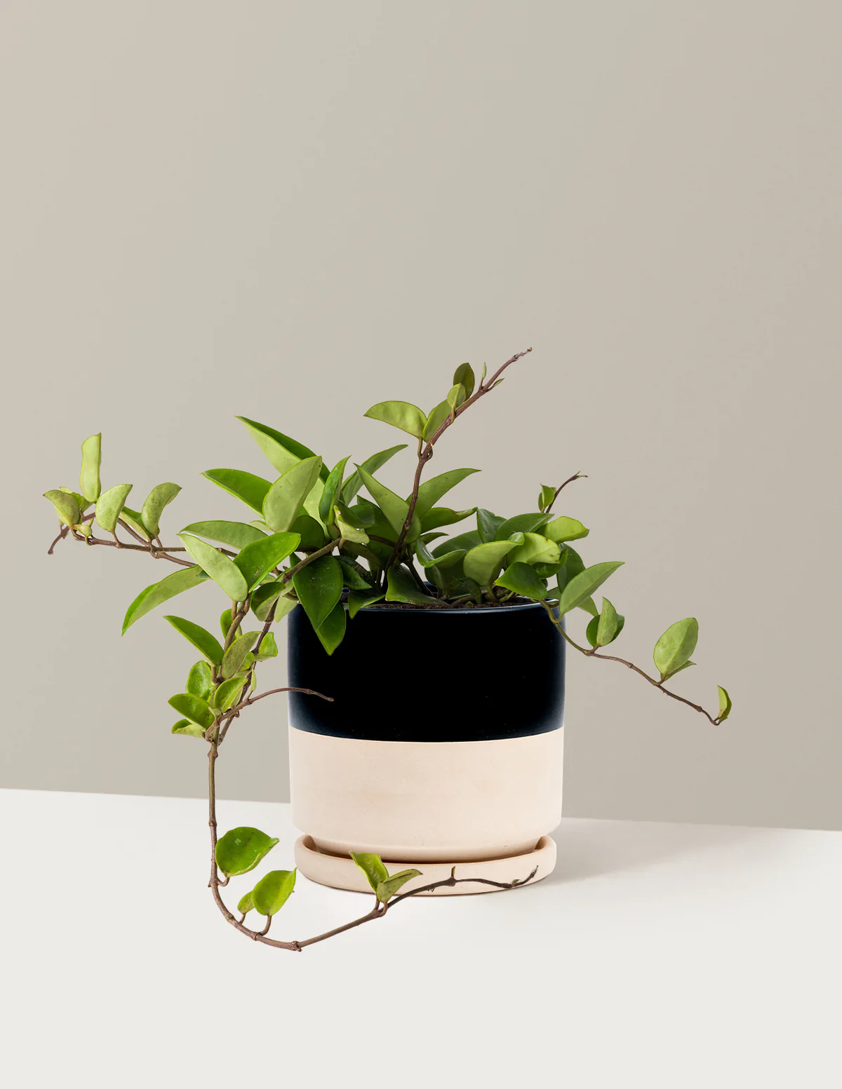 Hoya Pubicalyx Green - Image 15