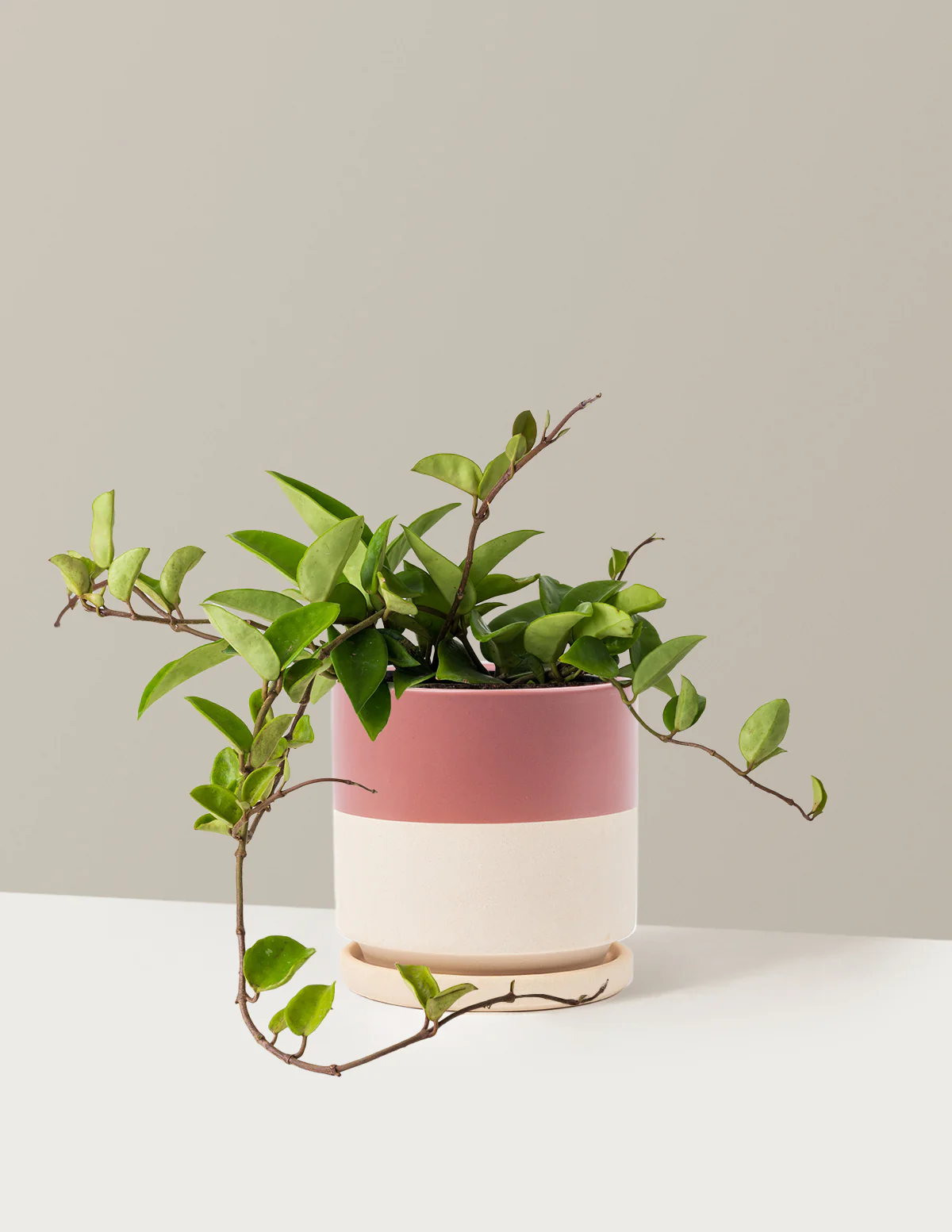Hoya Pubicalyx Green - Image 16