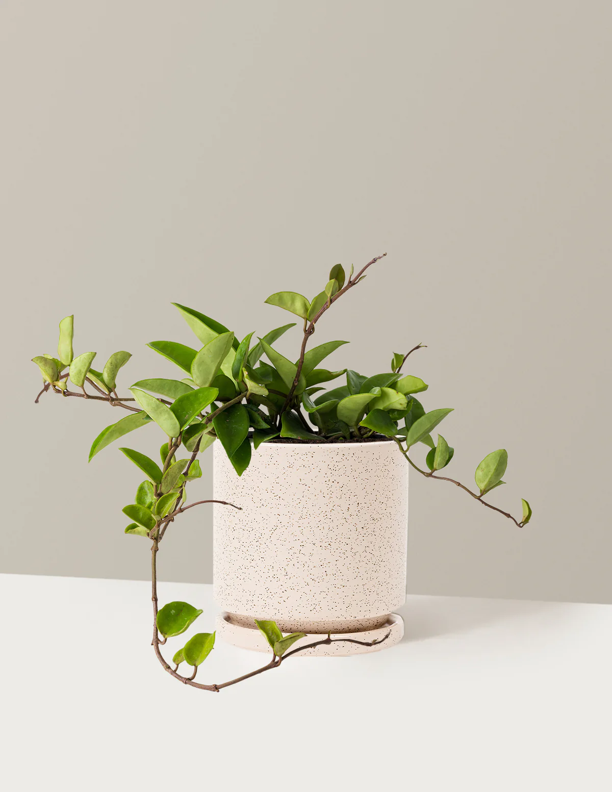 Hoya Pubicalyx Green - Image 19