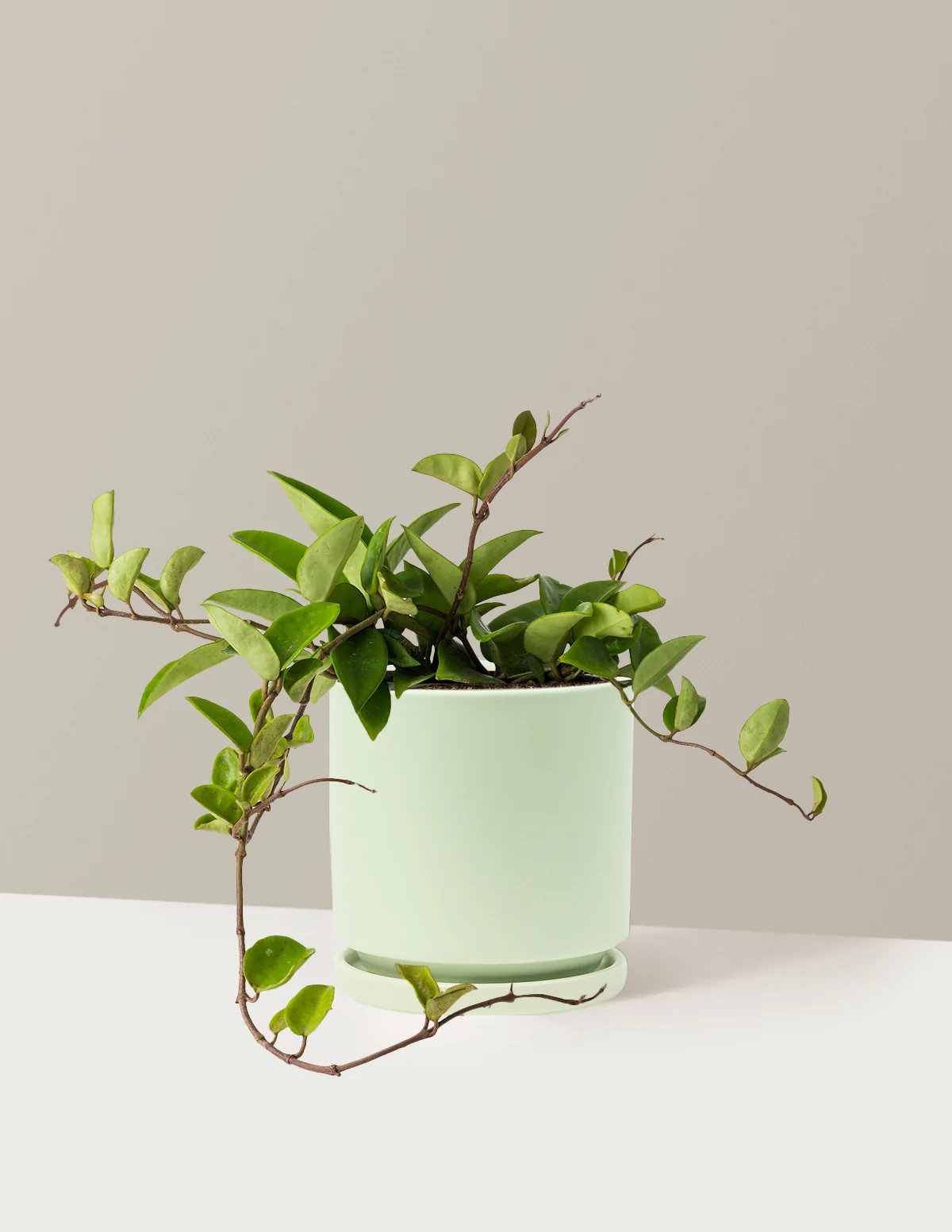 Hoya Pubicalyx Green - Image 3