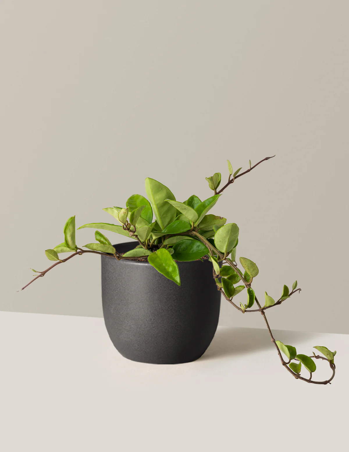 Hoya Pubicalyx Green - Image 5
