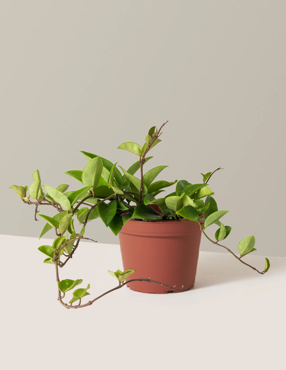 Hoya Pubicalyx Green - Image 6