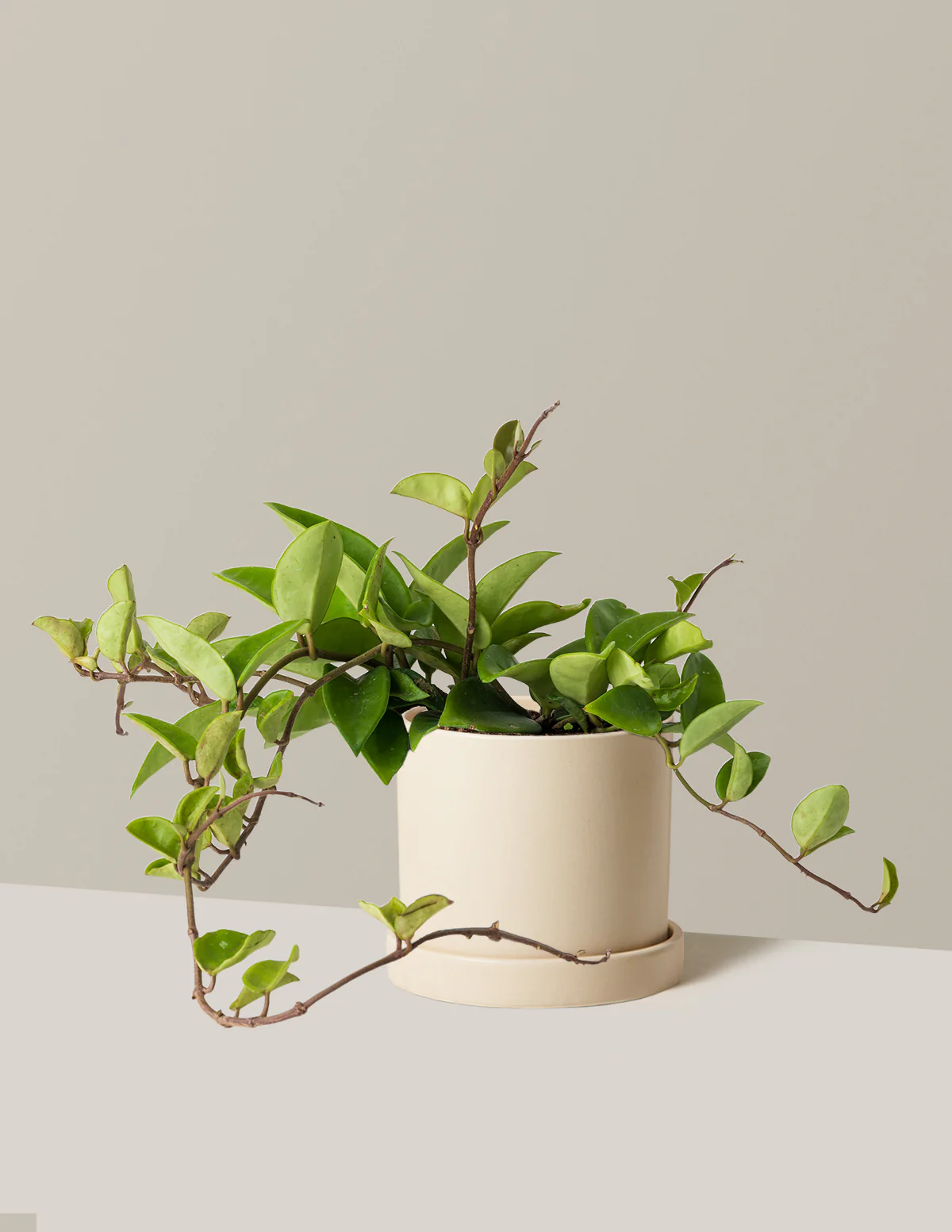 Hoya Pubicalyx Green - Image 8