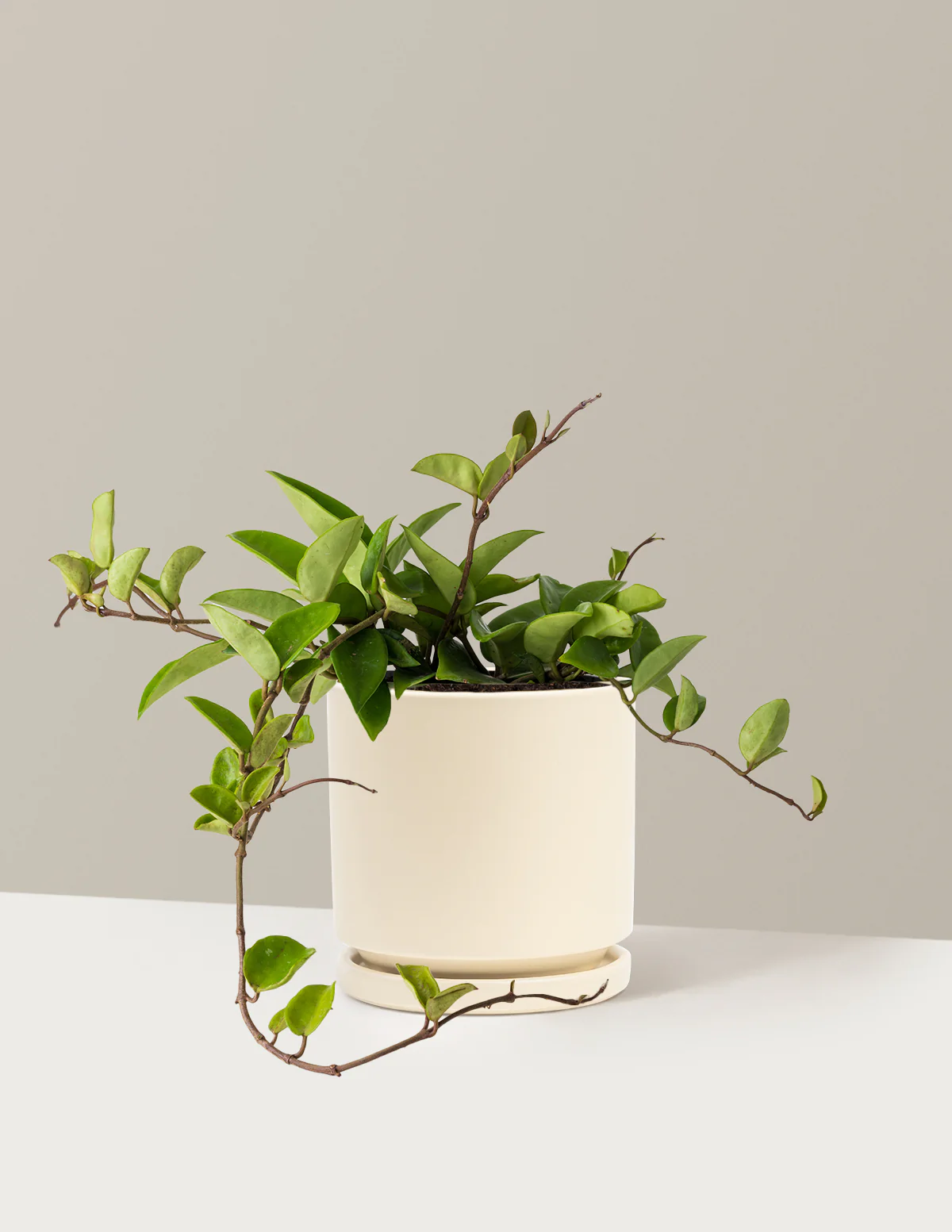 Hoya Pubicalyx Green - Image 9