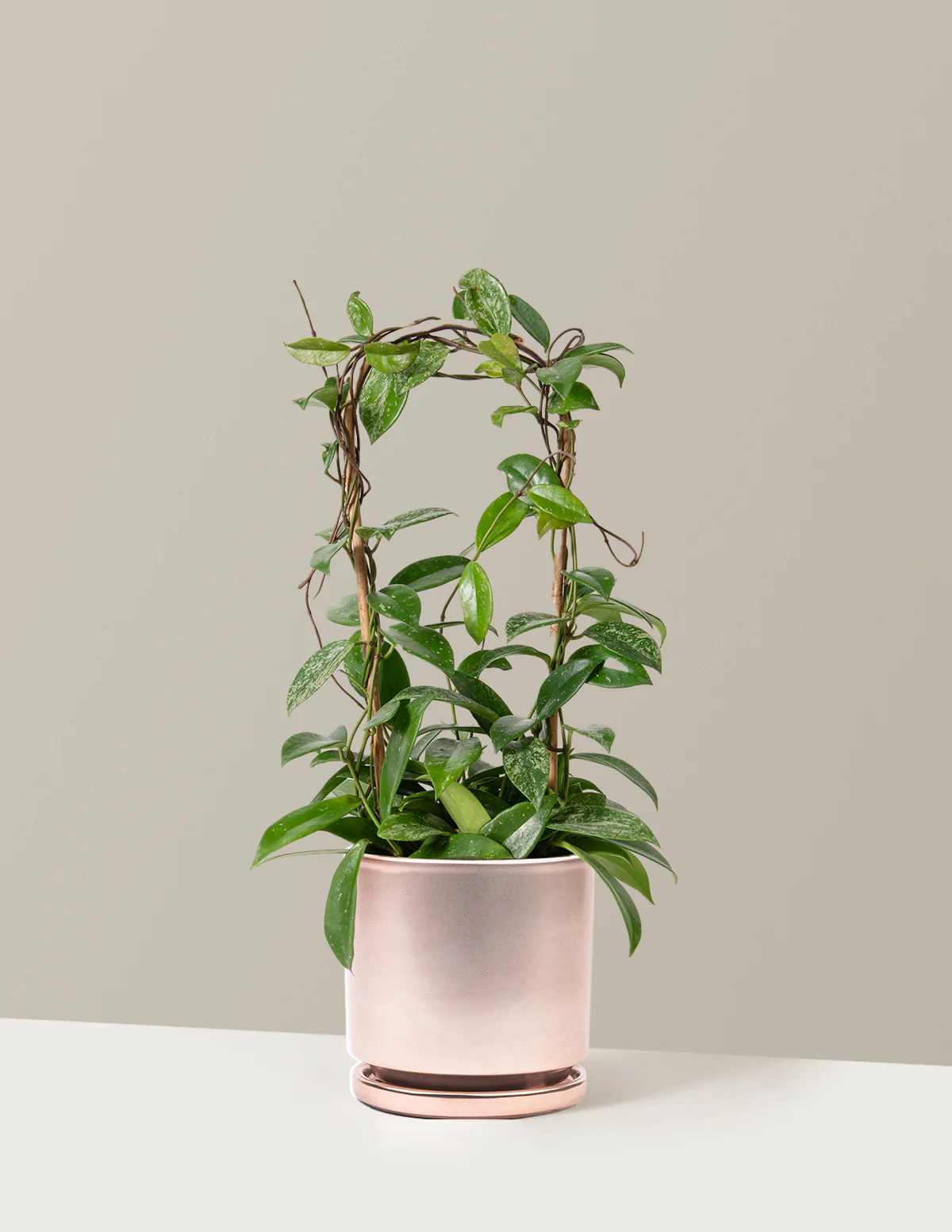 Hoya Pubicalyx Hoop