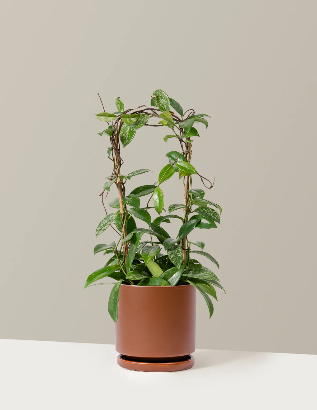 Hoya Pubicalyx Hoop - Image 10