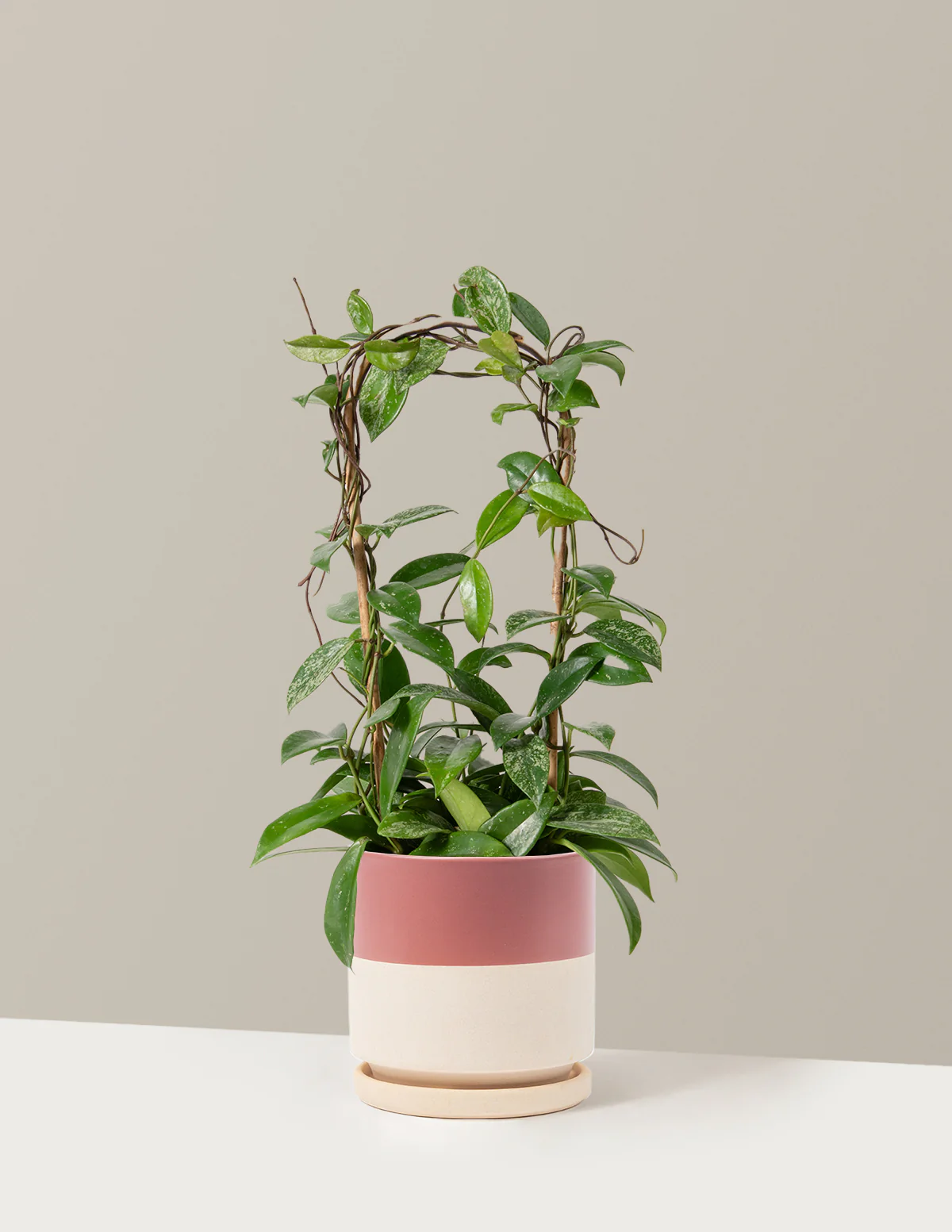 Hoya Pubicalyx Hoop - Image 11