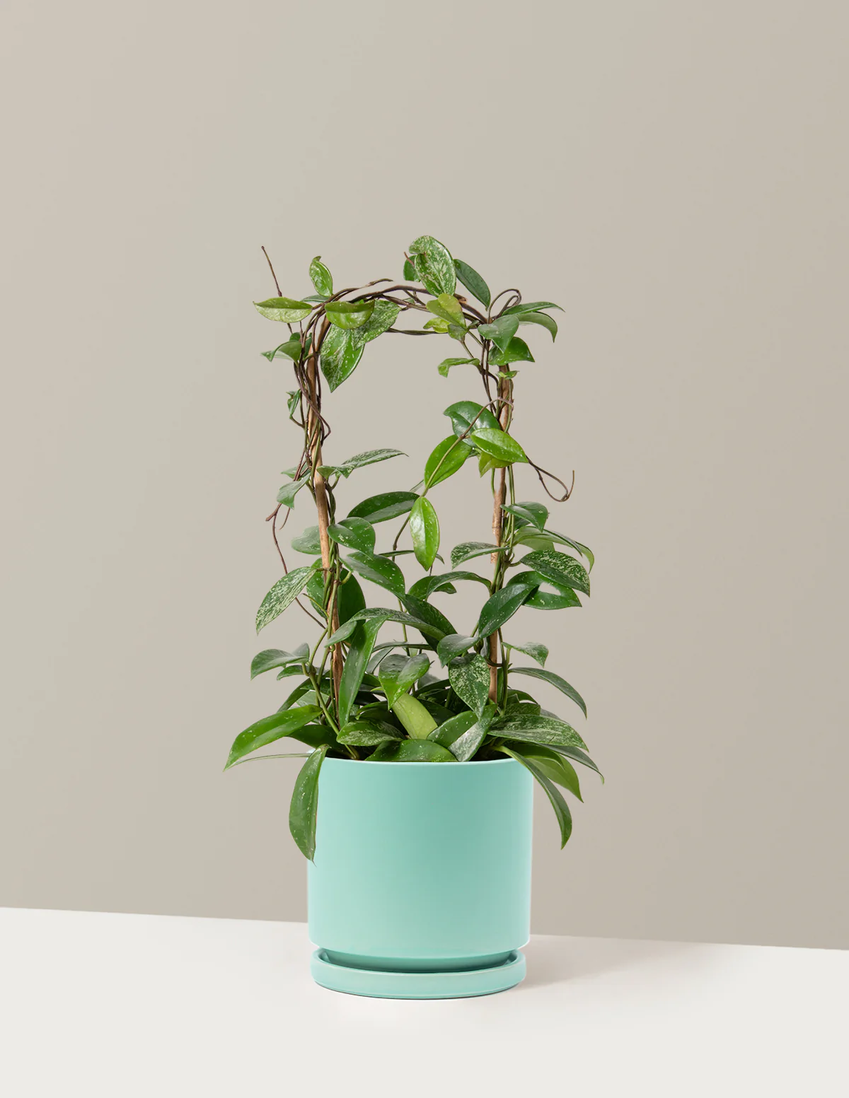 Hoya Pubicalyx Hoop - Image 12