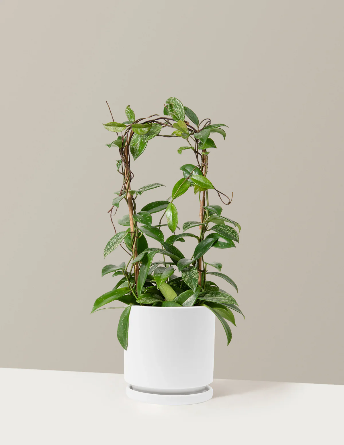 Hoya Pubicalyx Hoop - Image 13