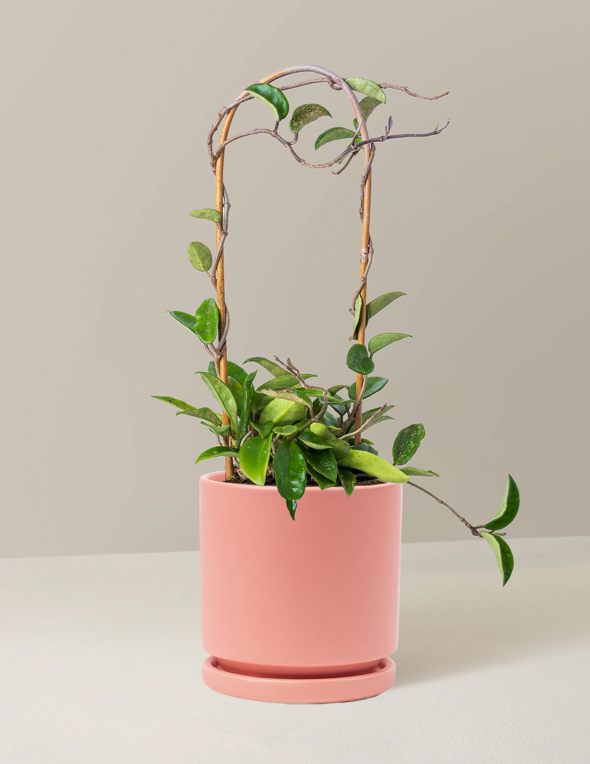 Hoya Pubicalyx Hoop - Image 15