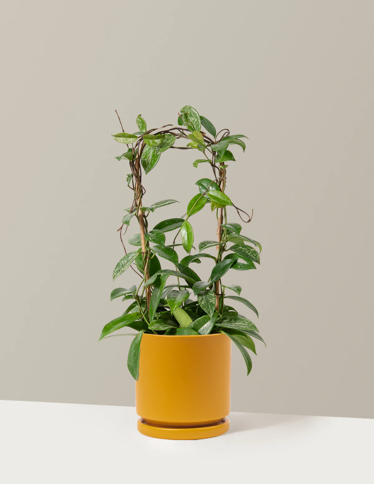 Hoya Pubicalyx Hoop - Image 16