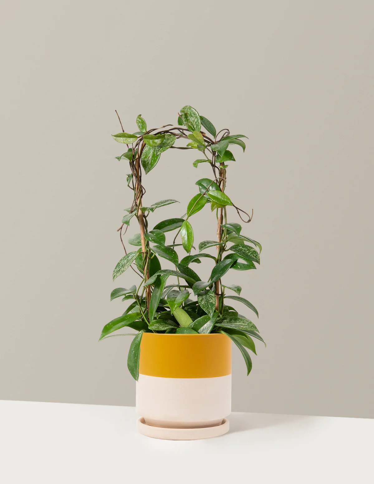 Hoya Pubicalyx Hoop - Image 17