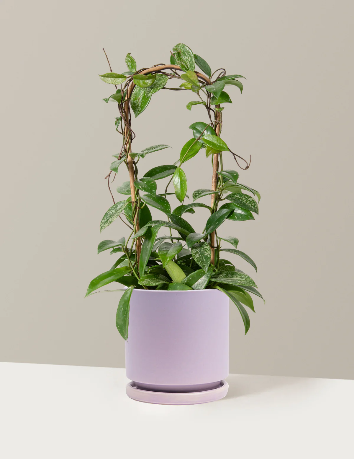 Hoya Pubicalyx Hoop - Image 18