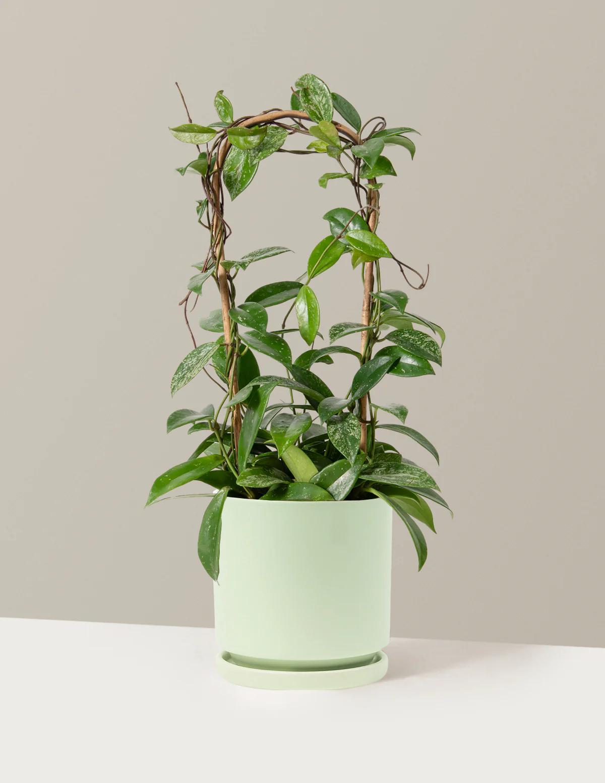 Hoya Pubicalyx Hoop - Image 19