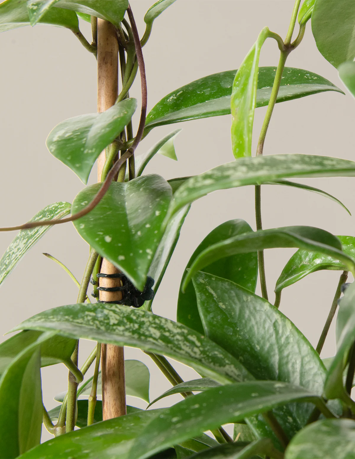 Hoya Pubicalyx Hoop - Image 2