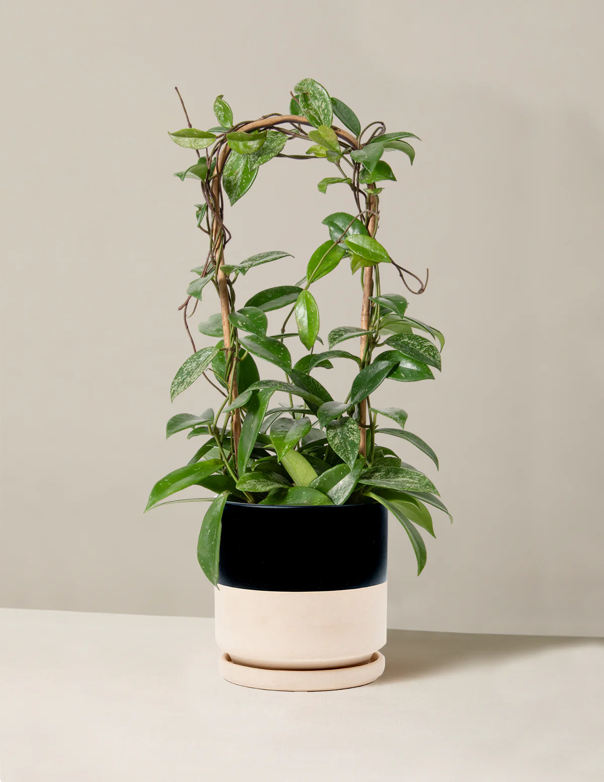 Hoya Pubicalyx Hoop - Image 20