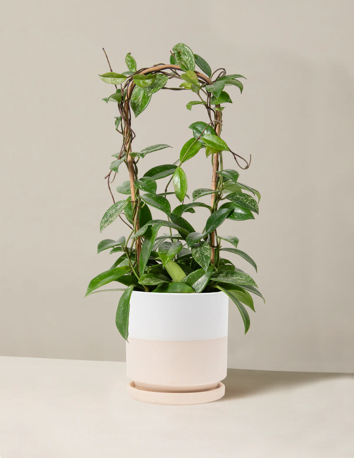 Hoya Pubicalyx Hoop - Image 21