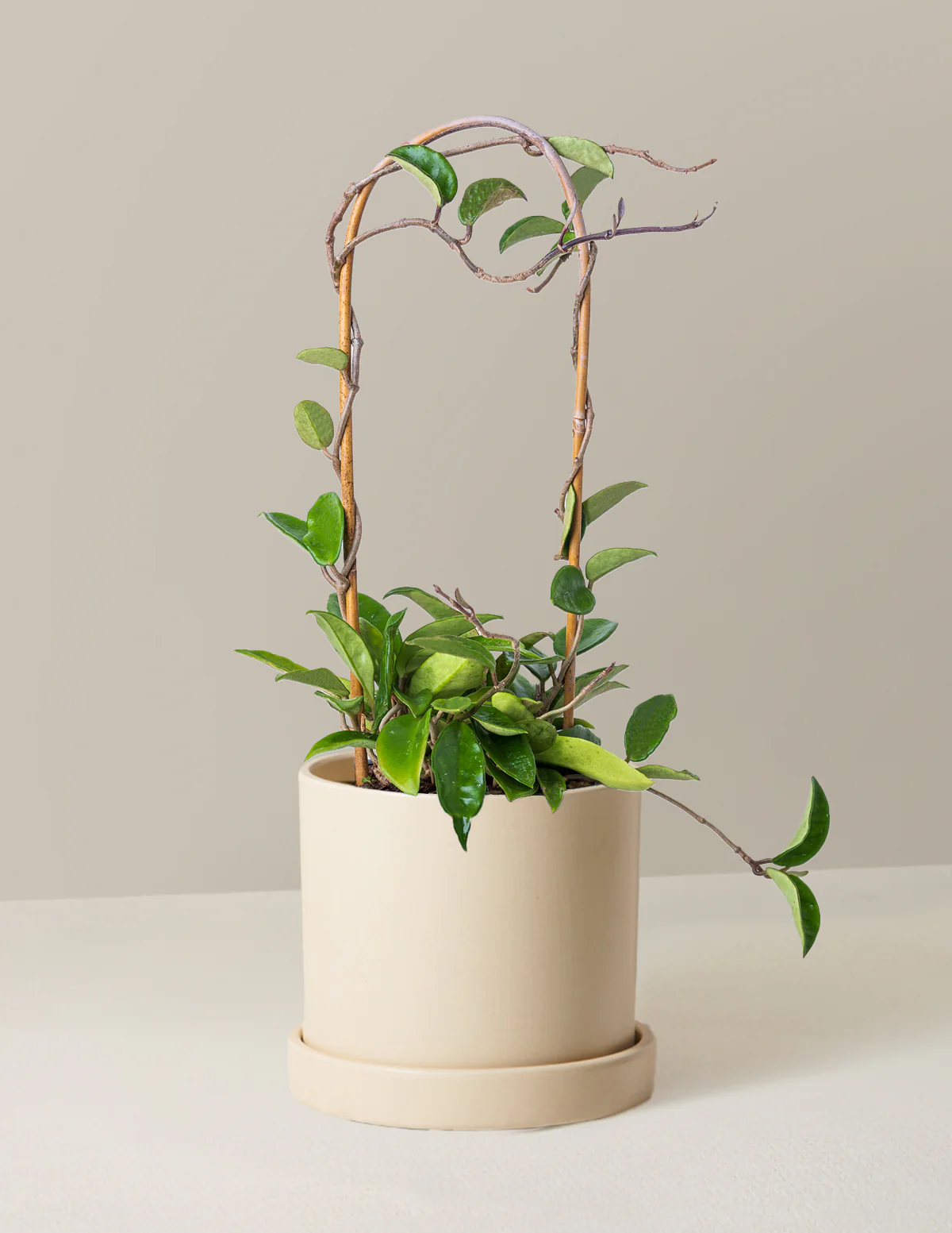 Hoya Pubicalyx Hoop - Image 3