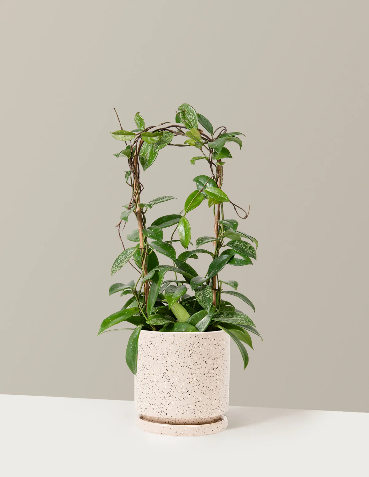Hoya Pubicalyx Hoop - Image 4