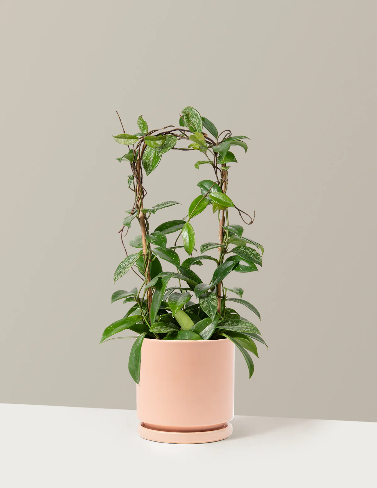 Hoya Pubicalyx Hoop - Image 5