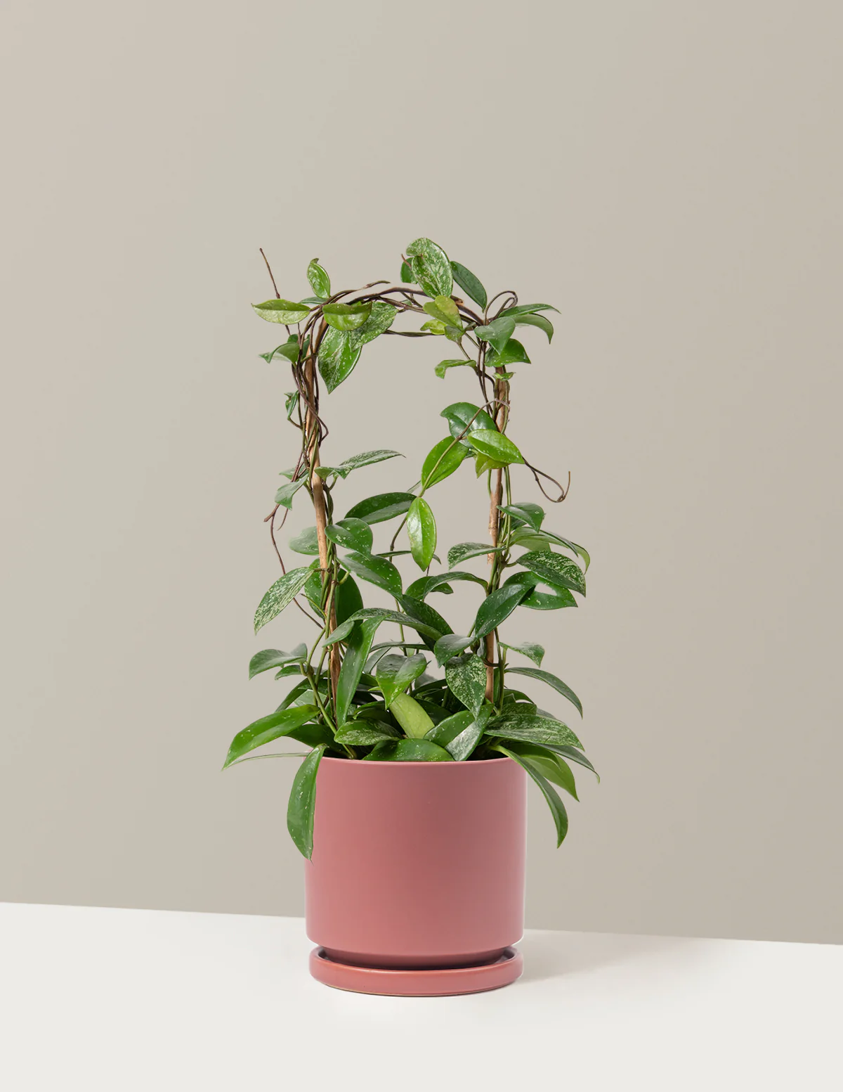 Hoya Pubicalyx Hoop - Image 6