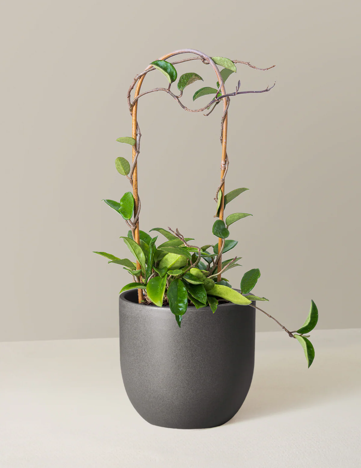 Hoya Pubicalyx Hoop - Image 7