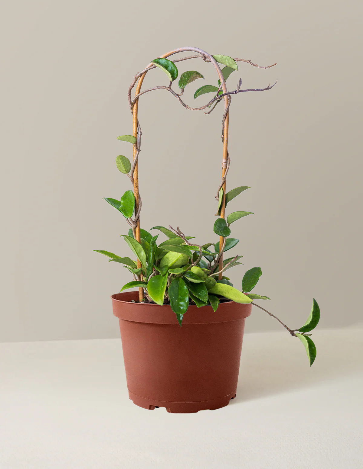 Hoya Pubicalyx Hoop - Image 8
