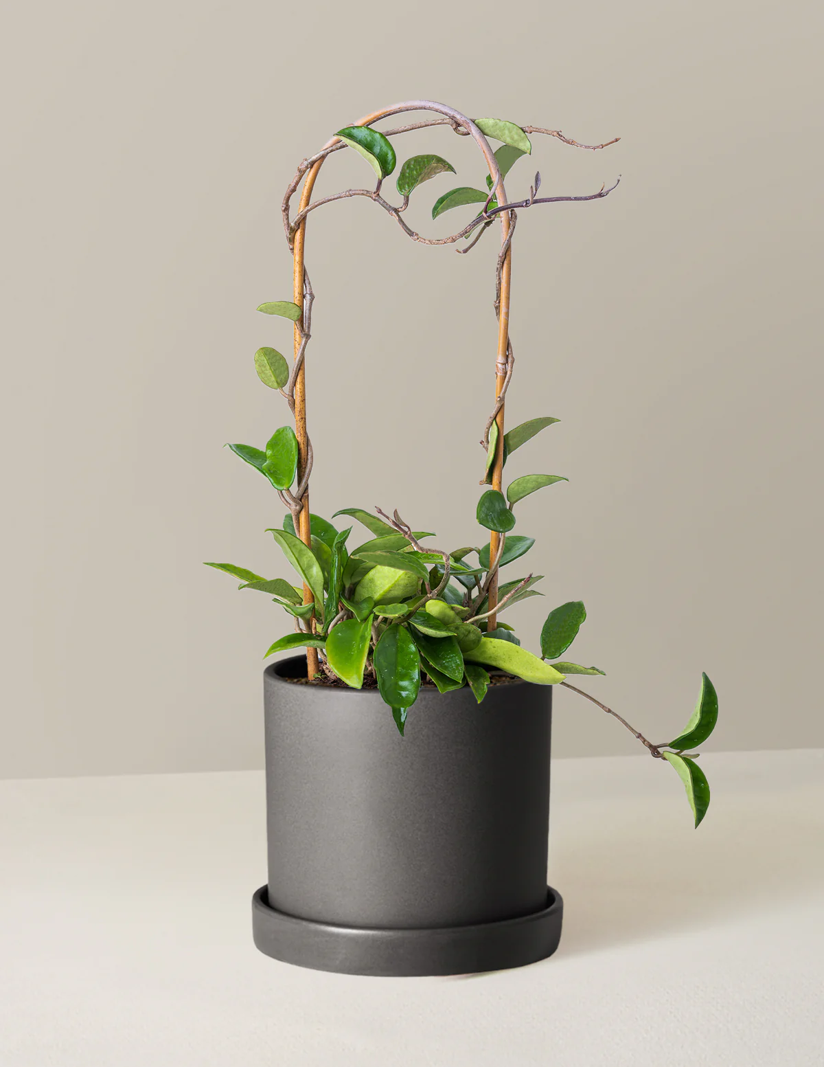 Hoya Pubicalyx Hoop - Image 9