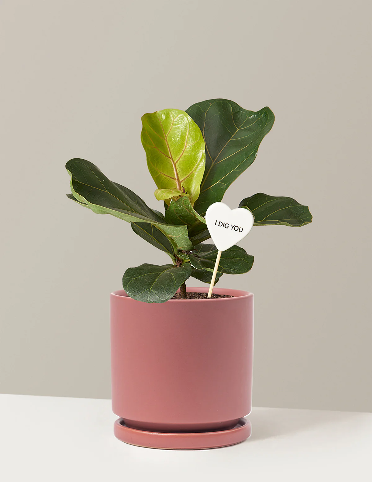 I Dig You Fiddle Leaf Fig Bush - Image 10