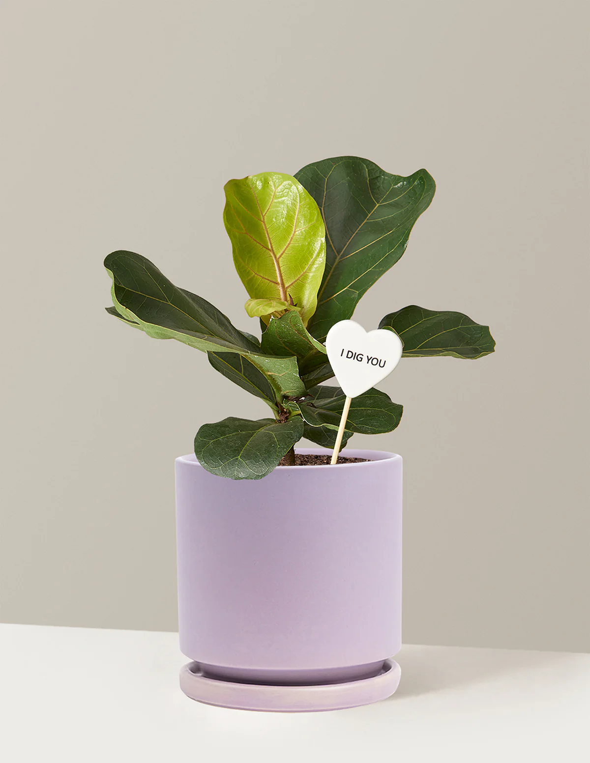 I Dig You Fiddle Leaf Fig Bush - Image 11