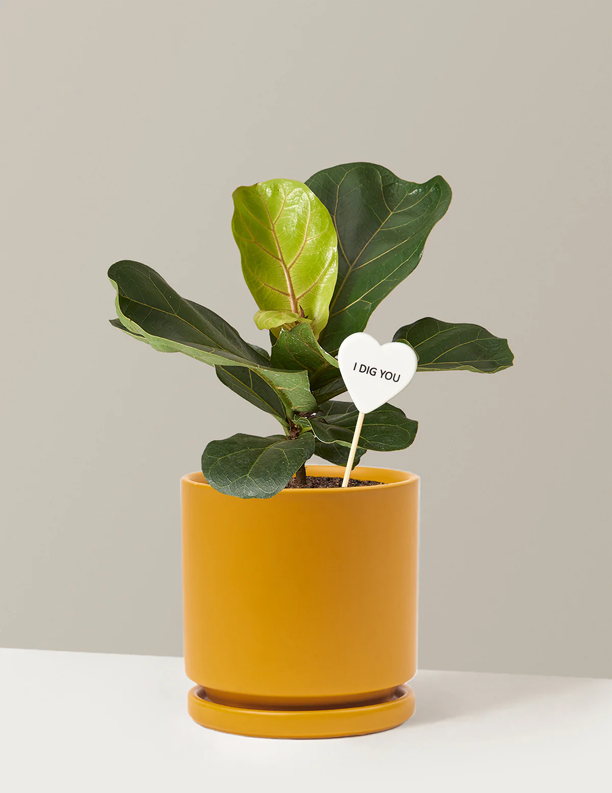 I Dig You Fiddle Leaf Fig Bush - Image 12