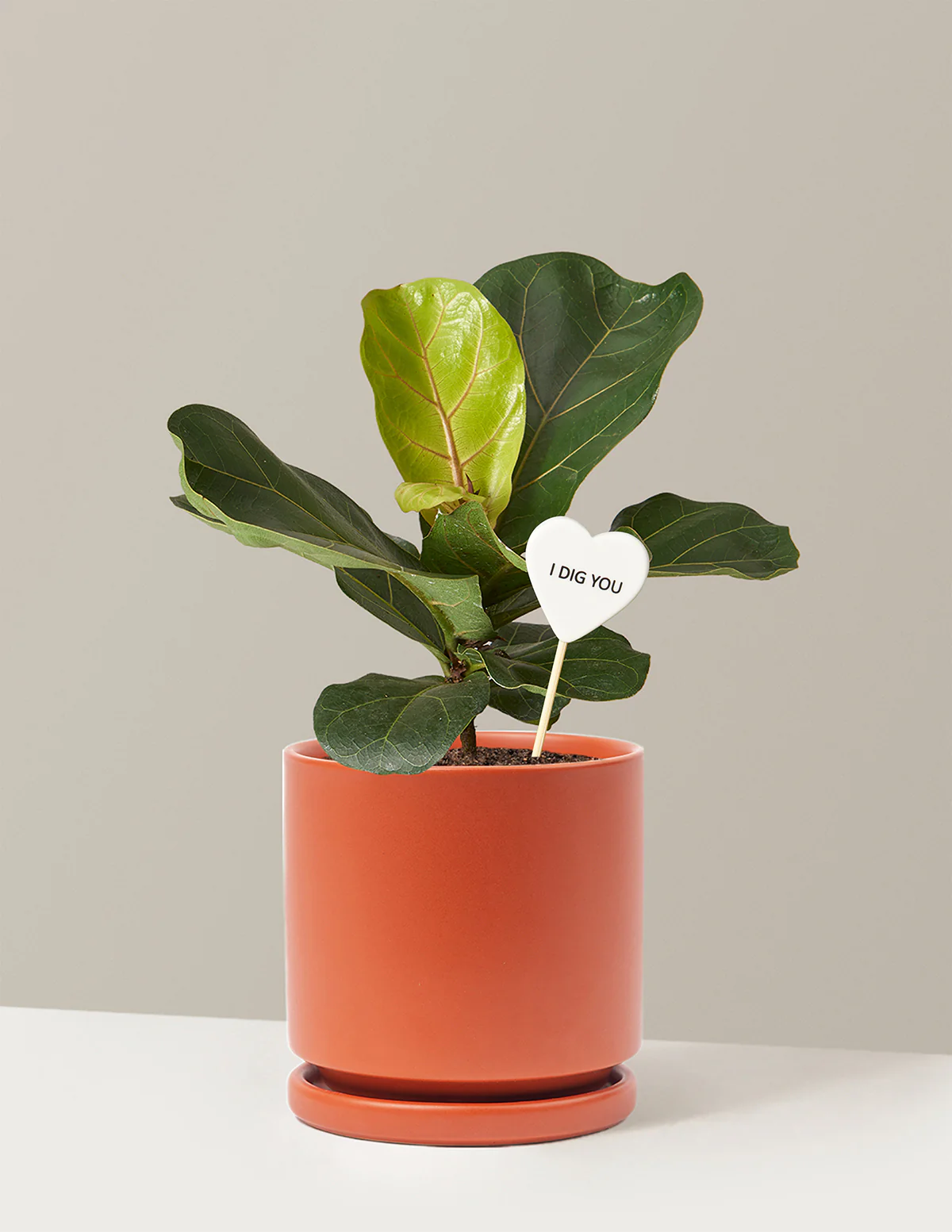 I Dig You Fiddle Leaf Fig Bush - Image 14