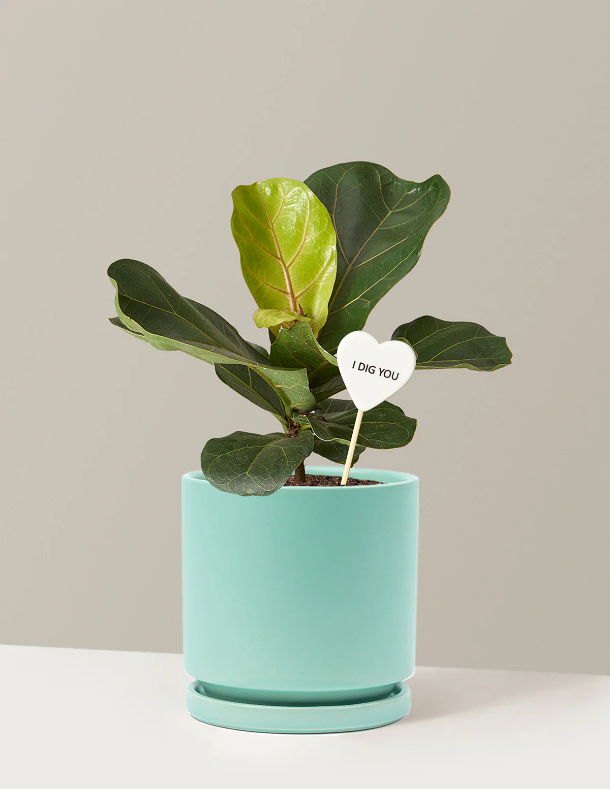 I Dig You Fiddle Leaf Fig Bush - Image 15