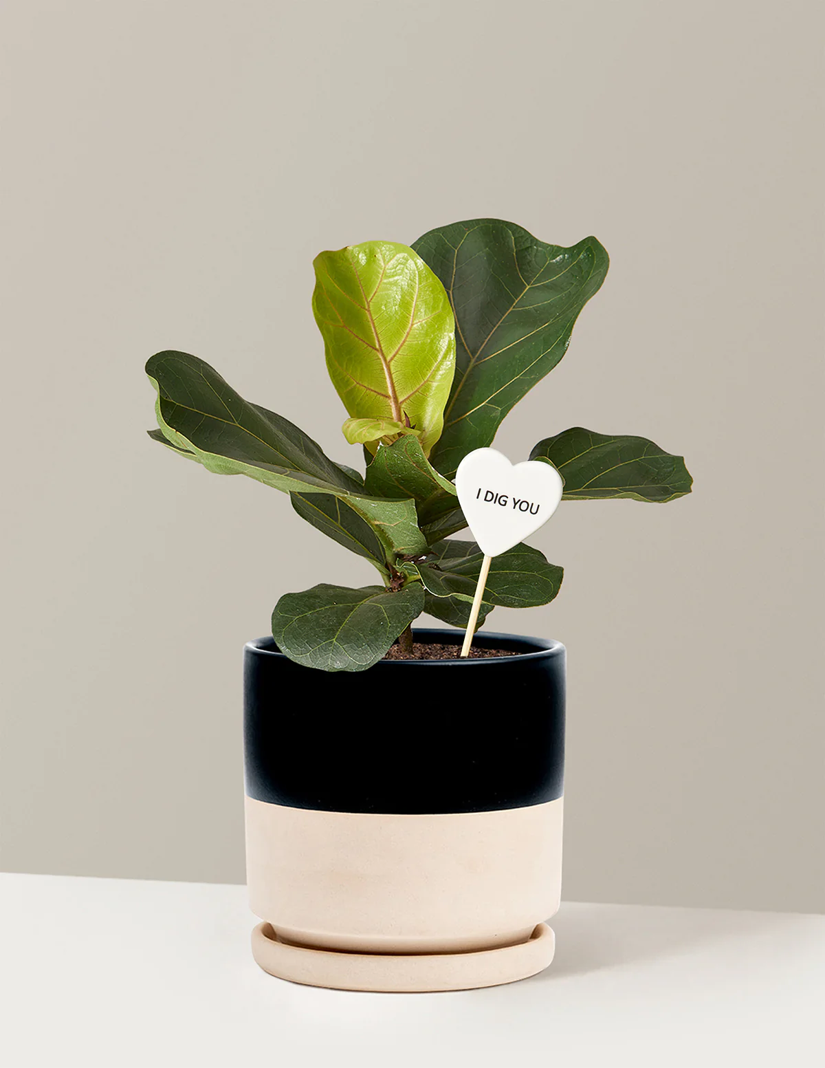 I Dig You Fiddle Leaf Fig Bush - Image 16