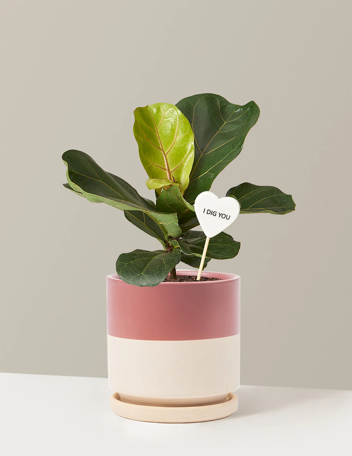 I Dig You Fiddle Leaf Fig Bush - Image 17